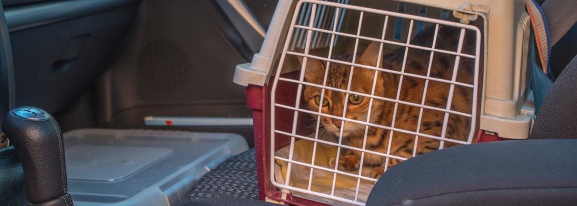 resa med katt