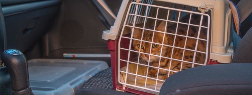resa med katt